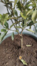 基地直發(fā)三代盆栽脆蜜脆皮金桔樹(shù)苗室內室外四季果樹(shù)可食用 脆蜜金桔樹(shù)（高度50-80cm） 6年苗1棵（帶土帶少量果）直徑1-2公分左右） 曬單實(shí)拍圖