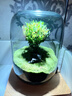 LZJV生命之樹(shù)懶人苔蘚微景觀(guān)辦公室盆栽宿舍植物桌面手工生態(tài)瓶真植物 只有單獨造景瓶一個(gè)【無(wú)其他】 曬單實(shí)拍圖