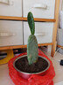 仙人掌盆栽新鮮墨西哥米邦塔可食用藥用仙人掌多肉種植外敷綠植 仙人掌3片一盆 曬單實(shí)拍圖