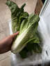 山東大棚直供四季種植小油白菜新鮮蔬菜綠葉菜現摘精選脆嫩清甜 優(yōu)選現摘小白菜（泡沫箱加保溫袋發(fā)貨） 3斤 曬單實(shí)拍圖