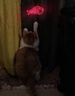 靈寵物語(yǔ)逗貓激光筆貓玩具逗貓棒USB充電自嗨逗貓玩具寵物紅外線(xiàn)激光燈 曬單實(shí)拍圖