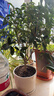 藍桂圓桂花樹(shù)苗四季桂盆栽 室內外陽(yáng)臺庭院綠植水培濃香 加侖盆源頭直發(fā) 曬單實(shí)拍圖