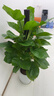 愛(ài)優(yōu)尚大葉綠蘿柱盆栽客廳大型綠植辦公室內除甲醛凈化空氣綠籮源頭直發(fā) 曬單實(shí)拍圖