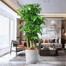 嘆為觀(guān)止大型植物發(fā)財樹(shù)各種大顆盆栽開(kāi)業(yè)喬遷客廳辦公室內好養大型花卉 三桿發(fā)財樹(shù)【1.6-1.8米】 含盆 曬單實(shí)拍圖