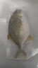 環(huán)球水產(chǎn) 南海金鯧魚(yú)凈重2斤/2條 生鮮魚(yú)類(lèi) 深海魚(yú) 海鮮 火鍋燒烤家庭聚餐 曬單實(shí)拍圖
