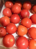 正宗攀枝花沙瓤西紅柿露天生吃粉果番茄新鮮采摘非普羅旺斯西紅柿 凈重中果【80-120克】 5斤 曬單實(shí)拍圖