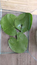 瘋狂水草浮萍水草水上和魚(yú)共養金魚(yú)缸造景古法養魚(yú)凈化水質(zhì)水芙蓉 一葉蓮5顆（6-9cm） 曬單實(shí)拍圖