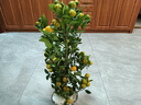 金桔樹(shù)盆栽橘子樹(shù)盆景室內外陽(yáng)臺綠植植物觀(guān)賞帶果掛果綠植盆栽Z 60CM 曬單實(shí)拍圖