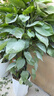 愛(ài)優(yōu)尚大葉綠蘿柱盆栽客廳大型綠植辦公室內除甲醛凈化空氣綠籮源頭直發(fā) 曬單實(shí)拍圖