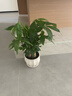 花翁招財好運盆景綠植盆栽 A級大盆三桿發(fā)財樹(shù)（荷花瓷盆）源頭直發(fā) 曬單實(shí)拍圖