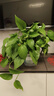 雙盟綠蘿盆栽除甲醛花卉綠植辦公室180款加侖自吸水盆8盆裝源頭直發(fā) 曬單實(shí)拍圖