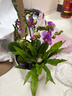 卉優(yōu)特級年宵花卉鴻運當頭綠植蝴蝶蘭四季金桔盆栽室內陽(yáng)臺招財送禮年 【特級】紫色6枝蝴蝶蘭約40cm 年宵花卉【馬上如意】贈精美吊牌 曬單實(shí)拍圖