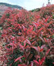 秉澤紅葉石楠球樹(shù)苗室外庭院別墅地栽小苗籬笆墻綠化苗四季耐寒好養活 紅葉石楠球 石楠球/冠幅70cm/一級球（全國可種 耐寒耐旱） 曬單實(shí)拍圖
