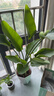 植男植女天堂鳥(niǎo)盆栽客廳室內好養大型落地真綠植辦公室植物鶴望蘭源頭直發(fā) 曬單實(shí)拍圖