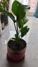 天堂鳥(niǎo)客廳大型綠植旺宅植物辦公室內好養落地大葉花卉鶴望蘭盆栽 天堂鳥(niǎo)51-61cm3棵【原土發(fā)貨不含盆】+復合肥 曬單實(shí)拍圖