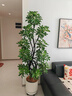 瑯闕1.6-1.8m造型鴨腳木大型盆栽綠植客廳室內好養 圓球盆源頭直發(fā) 曬單實(shí)拍圖