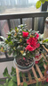 果汁陽(yáng)臺月季花苗四季開(kāi)花卉盆栽綠植物室內花易活玫瑰帶花苞庭院 紅蘋(píng)果【大花濃香，月月開(kāi)分枝多】 【帶花苞】【盆口徑15cm】原盆冠25高35 曬單實(shí)拍圖