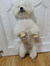 嬉皮狗（hipidog）寵物襪子泰迪博美中小型犬防滑防抓防臟襪子四只裝狗鞋小狗狗襪子 洛米棕（笑臉熊） L （建議體重10斤內） 曬單實(shí)拍圖