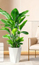 佳賀（JIAHE）天堂鳥(niǎo)盆栽客廳室內好養大型綠植辦公室大葉植物鶴望蘭源頭直發(fā) 【限時(shí)促銷(xiāo)】天堂鳥(niǎo)【1.2-1.4米】鉆石盆 曬單實(shí)拍圖