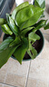 新特價(jià)綠蘿盆栽室內客廳辦公吸甲醛凈化空氣水培植物綠植花卉好養 【1盆】綠蘿+原盆原土 整體含盆高度20-25cm 曬單實(shí)拍圖