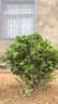 翩然冬青球樹(shù)苗地栽耐寒植物大葉黃楊球型庭院別墅圍墻籬笆樹(shù)綠化苗木 冬青球【70cm左右冠幅】【帶土球】 曬單實(shí)拍圖
