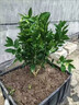 贛南臍橙苗嫁接紐荷爾臍橙苗血橙南方北方種植果樹(shù)苗橙子樹(shù)苗 3年優(yōu)質(zhì)苗適合大量種植【基地現挖 成活高】 曬單實(shí)拍圖