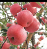 十月的味道順豐2025國家地標鑒賞級東方紅正宗煙臺棲霞紅富士禮盒水果生鮮 9個(gè)裝6斤鑒賞級東方紅90-95mm 曬單實(shí)拍圖