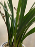 京云夢(mèng)君子蘭盆栽花卉好養活吸甲醛綠植四季多肉10-12葉片+原土源頭直發(fā) 曬單實(shí)拍圖