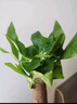 ?【包活】發(fā)財樹(shù)盆栽鮮花綠植物辦公室內吸甲醛綠蘿文竹水培易養 【粗2-3cm】單桿發(fā)財樹(shù)【原盆】 曬單實(shí)拍圖