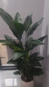 愛(ài)優(yōu)尚天堂鳥(niǎo)綠植盆栽客廳室內辦公室大型綠植好養凈化空氣源頭直發(fā) 曬單實(shí)拍圖