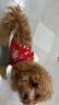 嬉皮狗（hipidog）狗狗新年衣服喜上眉梢唐裝中小型犬過(guò)年喜慶衣服西高地冬季拜年服 德羅紅 XL （建議體重12-15斤） 曬單實(shí)拍圖