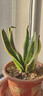 金邊虎皮蘭新房辦公室多肉植物花卉白玉虎皮蘭長(cháng)腳虎皮蘭綠植盆栽 3棵金邊虎皮蘭+1個(gè)加侖盆送底托 曬單實(shí)拍圖
