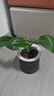 特價(jià)大葉金鉆綠公主盆栽植物除甲醛綠植辦公室四季常青室內擺放2 【拍一發(fā)二】金鉆+灰繁星吸水盆 含盆高度15-20厘米 曬單實(shí)拍圖