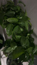【整體高度18-28CM】綠蘿盆栽植物凈化空氣新房吸甲醛好養花卉 180#四葉草幸運盆綠蘿4盆+肥5 花盆直徑約為15CM 曬單實(shí)拍圖