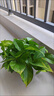 特價(jià)綠蘿盆栽室內客廳辦公室吸甲醛凈化空氣水培植物綠植花卉好養 【1盆】綠蘿+白色南瓜盆自吸水 整體含盆高度20-25cm 曬單實(shí)拍圖