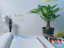 【雅之典】發(fā)財樹(shù)盆栽植物室內小盆景客廳招財綠植室內花卉綠植四季常青招財花 小發(fā)財樹(shù)（原盆發(fā)貨） 含盆 曬單實(shí)拍圖