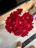 弗朗花非洲菊太陽(yáng)花仙氣粉色花頭鮮切花家庭水養居家插瓶裝飾鮮花 非洲菊-紅色系10枝 曬單實(shí)拍圖