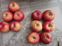 諸氏橙品【精選】高原蘋(píng)果 云南冰糖心蘋(píng)果 新鮮現摘蘋(píng)果孕婦水果禮盒 4斤彩箱大果-家庭惠享，約9-12枚 曬單實(shí)拍圖