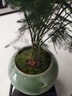 花翁盆栽植物中式禪意盆景綠植 文竹+綠冰裂釉陶盆+底架源頭直發(fā) 曬單實(shí)拍圖