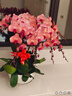 Only you【2小時(shí)達】蝴蝶蘭盆栽帶花苞花劍花盆真花盆栽生日驚喜開(kāi)業(yè)喬遷 8株粉色（瓷盆隨機） 曬單實(shí)拍圖