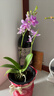 劉閣蘭花蝴蝶蘭盆栽帶花苞紫星耐寒花卉綠植物室內高檔蘭花苗四季好養易活 【熱銷(xiāo)帶花】紫星蝴蝶蘭 原盆原土 曬單實(shí)拍圖