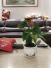 紅掌盆栽白粉掌一帆風(fēng)順帶花特大號花卉室內客廳面水培植物好養 約30cm精品紅掌-圓柱玻璃瓶 帶盆栽好 曬單實(shí)拍圖