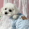 嬉皮狗（hipidog）小狗狗棋盤(pán)格小熊滿(mǎn)印四腳衣泰迪比熊小型幼犬秋冬季保暖寵物棉衣 邦迪藍 S（建議體重3-5斤） 曬單實(shí)拍圖