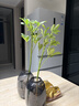 水培 鴨腳木 天堂鳥(niǎo)客廳綠植盆栽四季好養辦公室桌面水養植物花卉 鴨腳木（高50-60）+大號 亞克力灰瓶 曬單實(shí)拍圖