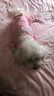 MIKI PAD狗狗衣服小型犬貓衣服秋冬季保暖可牽引外出背帶褲比熊泰迪雪納瑞 大眼仔背帶褲 XXL背長(cháng)45cm（參考體重17-22斤） 曬單實(shí)拍圖