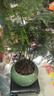 文竹+陶瓷盆  盆栽植物室內客廳盆景辦公室懶人好養綠植創(chuàng  )意擺件 文竹+綠色冰裂盆+高腳方底座 帶盆栽好 曬單實(shí)拍圖