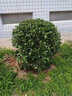 翩然冬青球樹(shù)苗地栽耐寒植物大葉黃楊球型庭院別墅圍墻籬笆樹(shù)綠化苗木 冬青球【70cm左右冠幅】【帶土球】 曬單實(shí)拍圖
