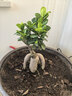 金錢(qián)榕樹(shù)盆景室內外大型綠植盆栽老樁S型小葉人參榕包成活常青 大號精品榕樹(shù)40厘米 曬單實(shí)拍圖