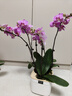 愛(ài)優(yōu)尚蝴蝶蘭帶花苞盆栽秋冬蘭花苗年宵花四季花卉植物紫六室內源頭直發(fā) 曬單實(shí)拍圖