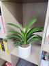 GOODFRU名貴君子蘭國寶級盆栽花期帶花苞客廳高檔花卉好四季常青好養活 【尊雅A級】君子蘭特大苗(進(jìn)寶-圓白)不活包賠 帶盆栽好 曬單實(shí)拍圖